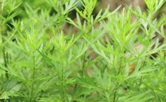 治疗狐臭的偏方有哪些？亲身治愈的狐臭偏方