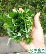 用中医狐臭怎么治?根除狐臭的有效偏方